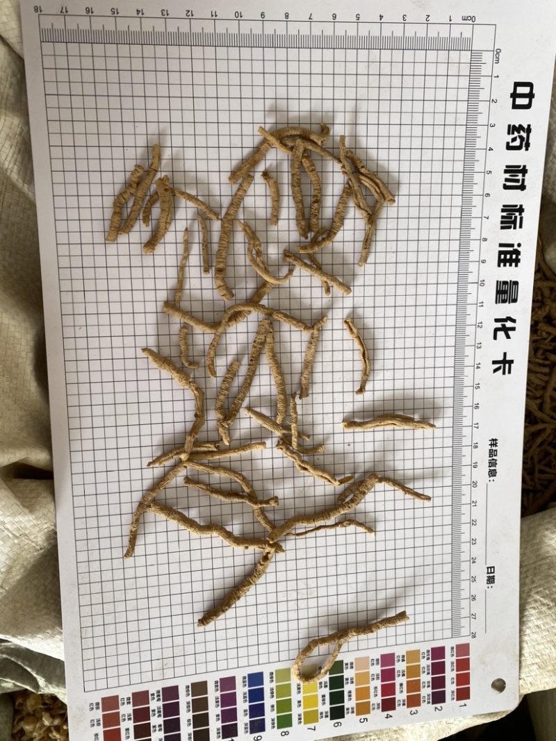 远志抽芯选货规格齐全产品实拍