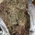 中药材水蜈蚣1公斤水蜈蚣草一箭球金钮草寒气草三荚