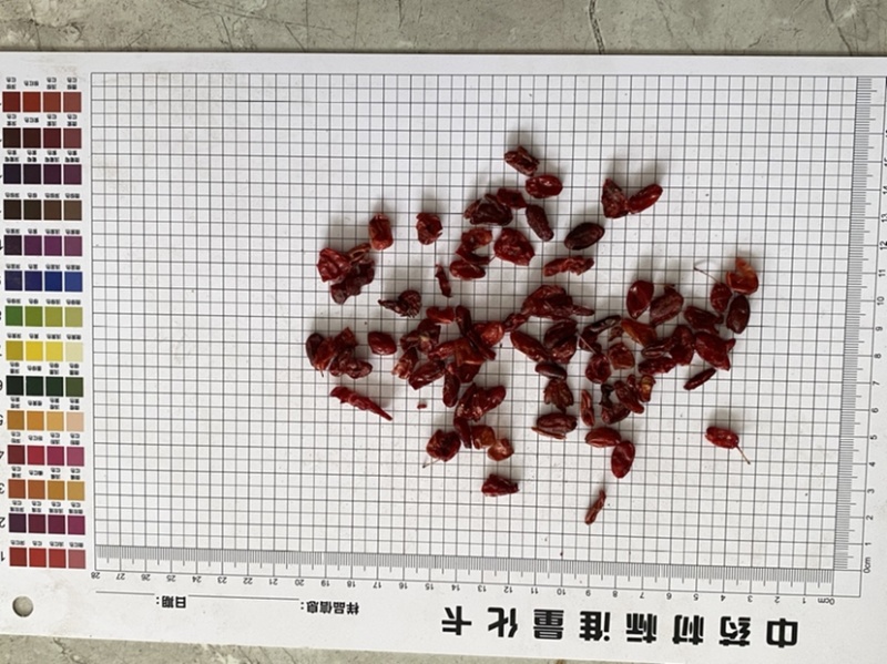 山茱萸山萸肉新货净货产品实拍