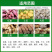氯化胆碱促使大葱大姜大蒜洋葱茎根膨大块茎块根膨大