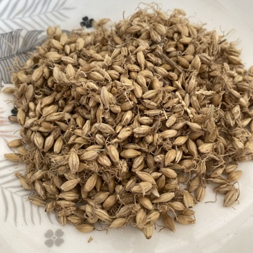 麦芽生麦芽产地山东产品实拍质量保证