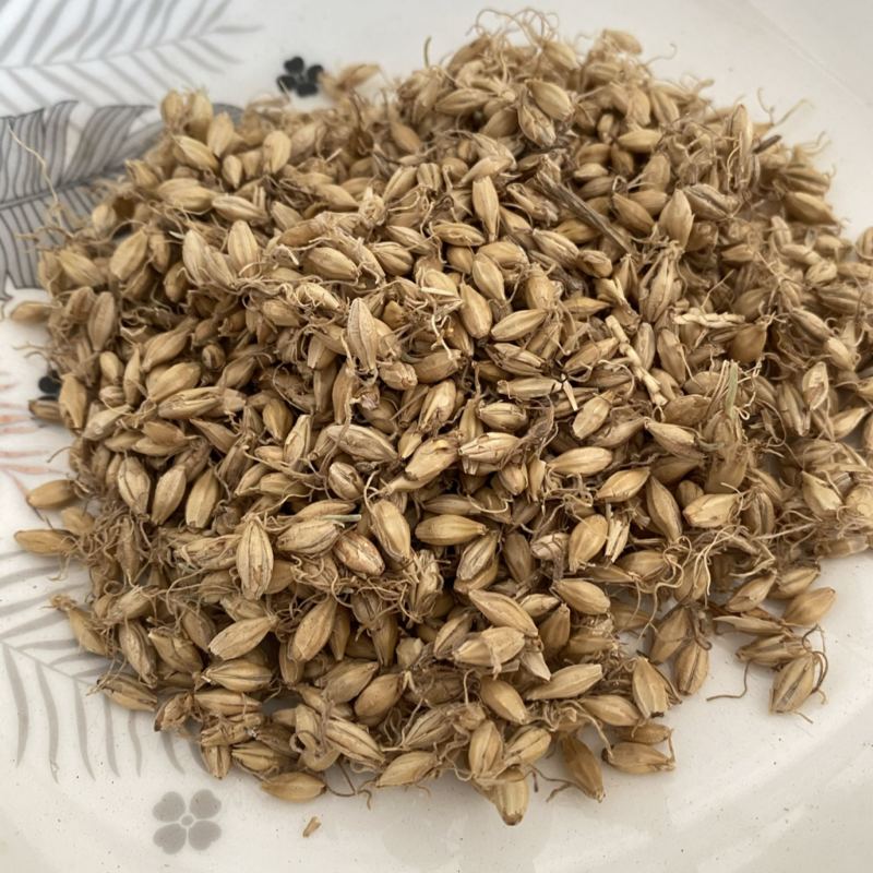 麦芽生麦芽产地山东产品实拍质量保证