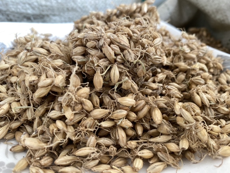 麦芽生麦芽产地山东产品实拍质量保证