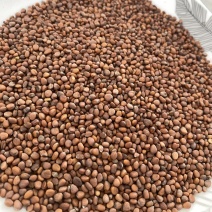 莱菔子生莱菔子无硫干货产品实拍
