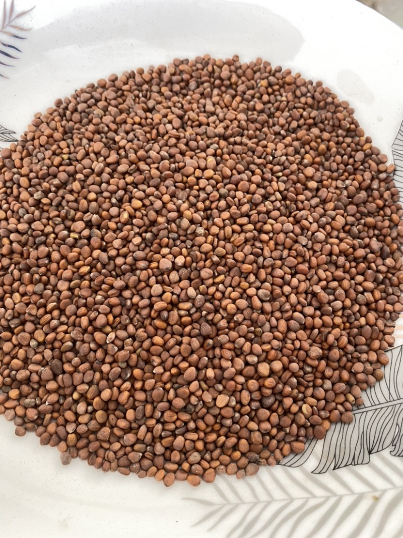 莱菔子生莱菔子无硫干货产品实拍