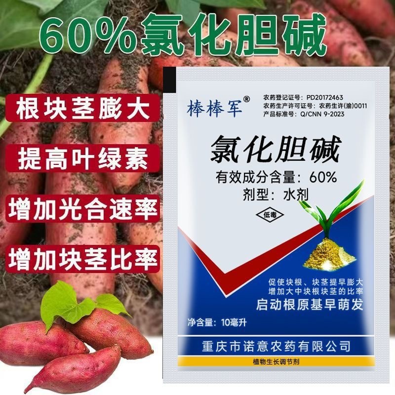 60%氯化胆碱地下根茎膨大块根茎粗壮膨大