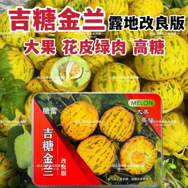 吉糖金兰甜瓜种子大果高糖露地改良版八里香甜瓜种子花皮绿肉