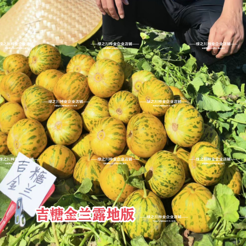 吉糖金兰甜瓜种子大果高糖露地改良版八里香甜瓜种子花皮绿肉