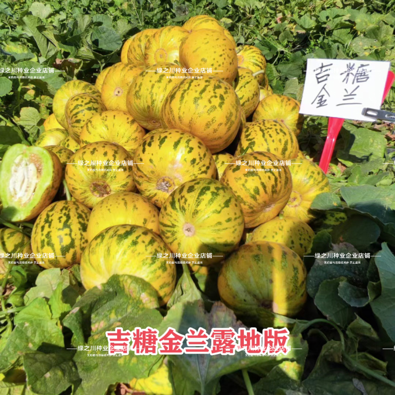 吉糖金兰甜瓜种子大果高糖露地改良版八里香甜瓜种子花皮绿肉