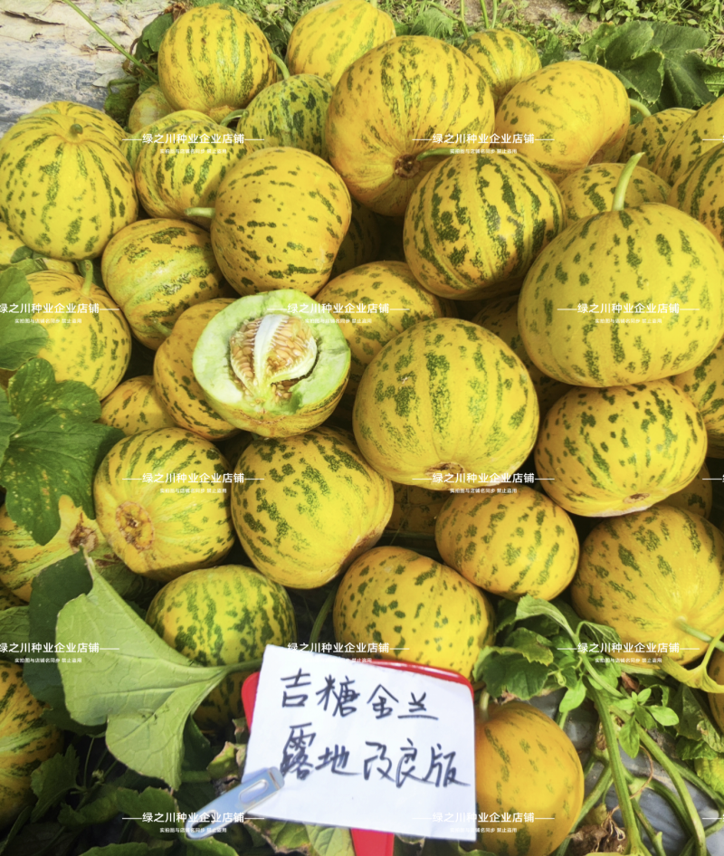 吉糖金兰甜瓜种子大果高糖露地改良版八里香甜瓜种子花皮绿肉