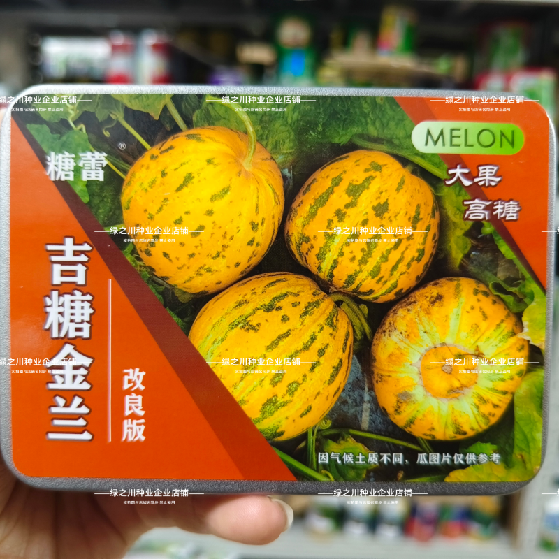 吉糖金兰甜瓜种子大果高糖露地改良版八里香甜瓜种子花皮绿肉