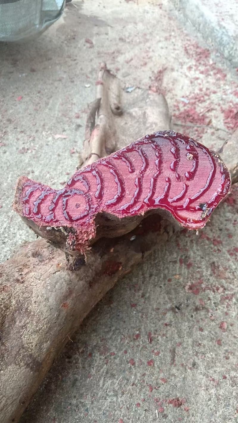 广西十万大山野生鸡血藤，够红够老