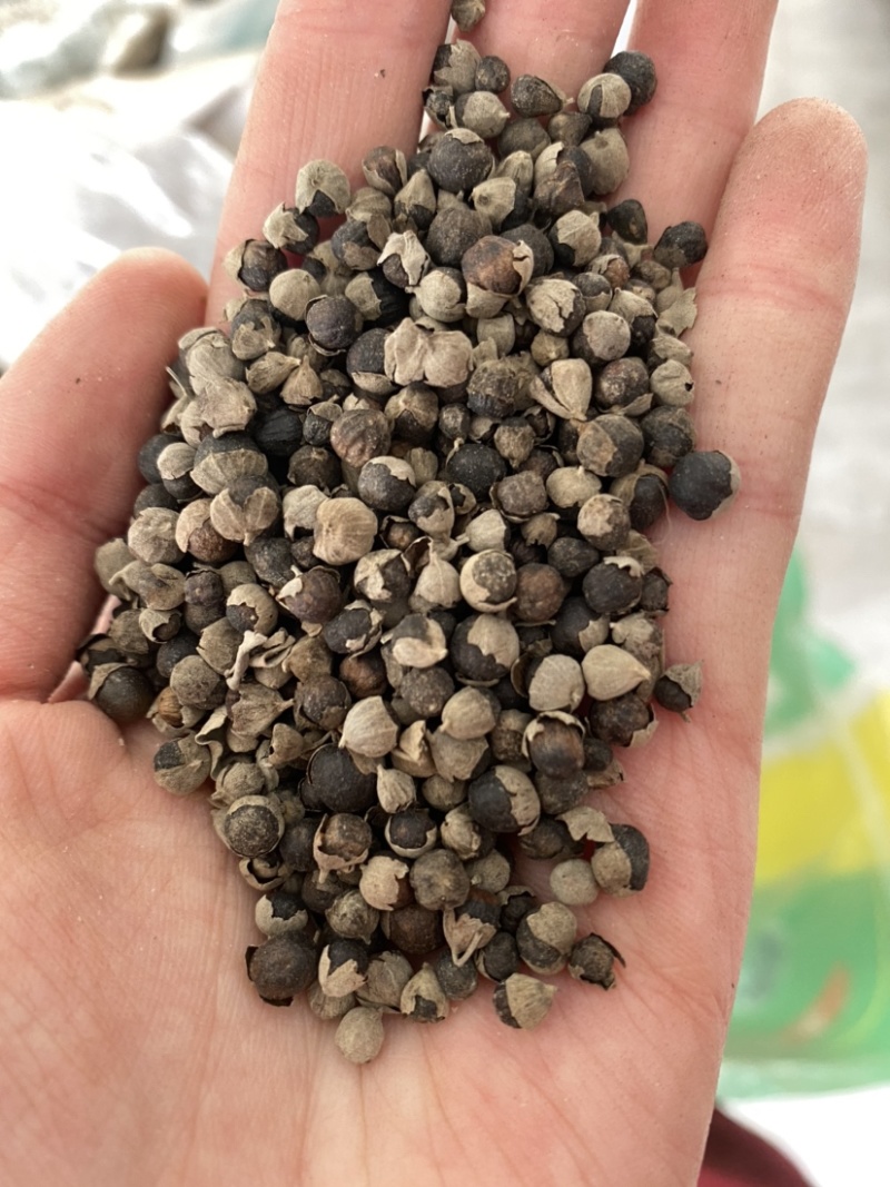 蔓荆子进口干净无硫产品实拍质量保证