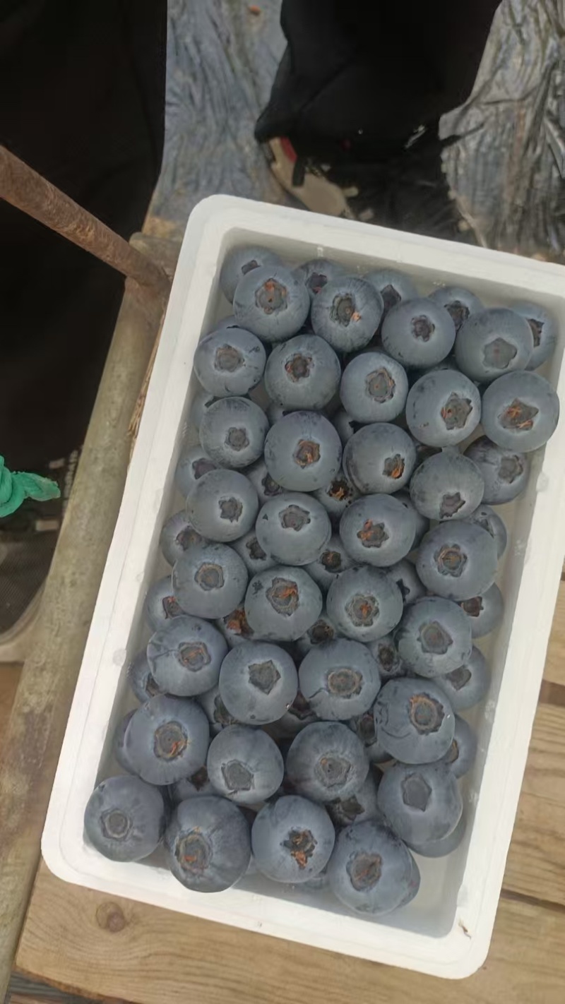 丹东L25蓝莓大量上市当中.