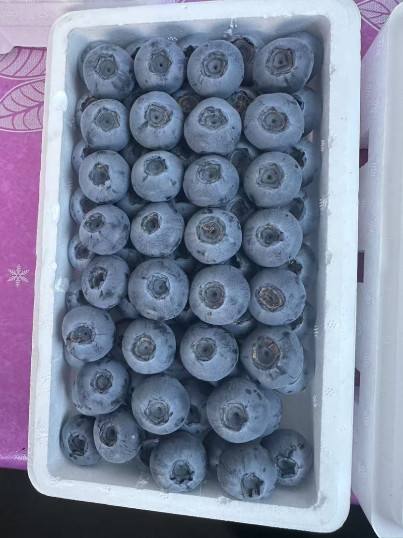 丹东L25蓝莓大量上市当中.