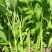 芜湖空心菜供应各大市场，商超，电商品质保证……