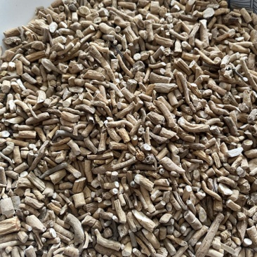 板蓝根细产品实拍质量保证