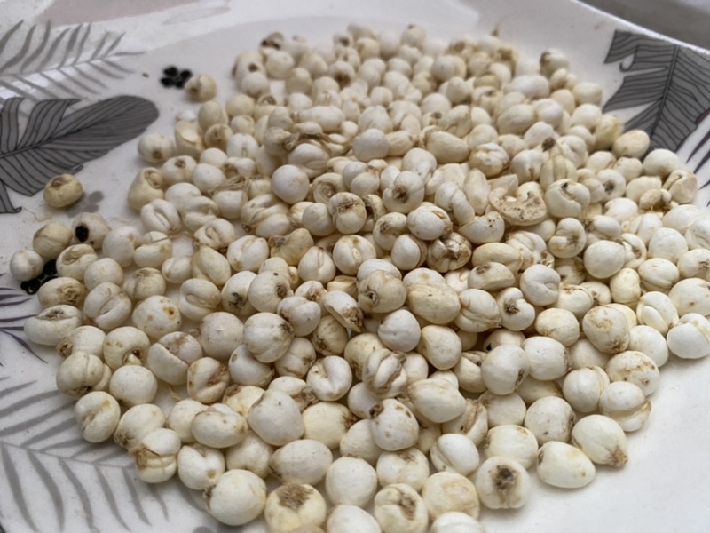 贝母平贝母多种规格产品实拍质量保证