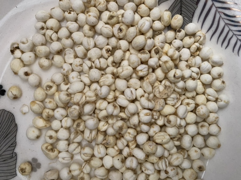 贝母平贝母多种规格产品实拍质量保证