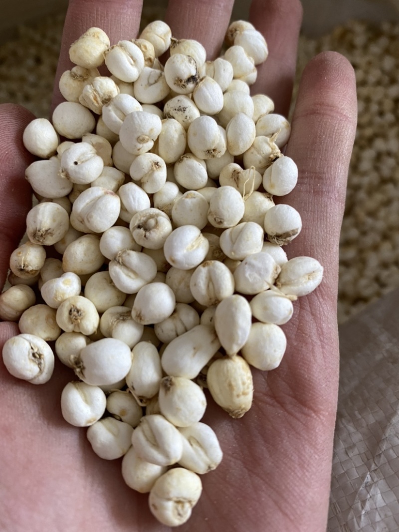 贝母平贝母多种规格产品实拍质量保证