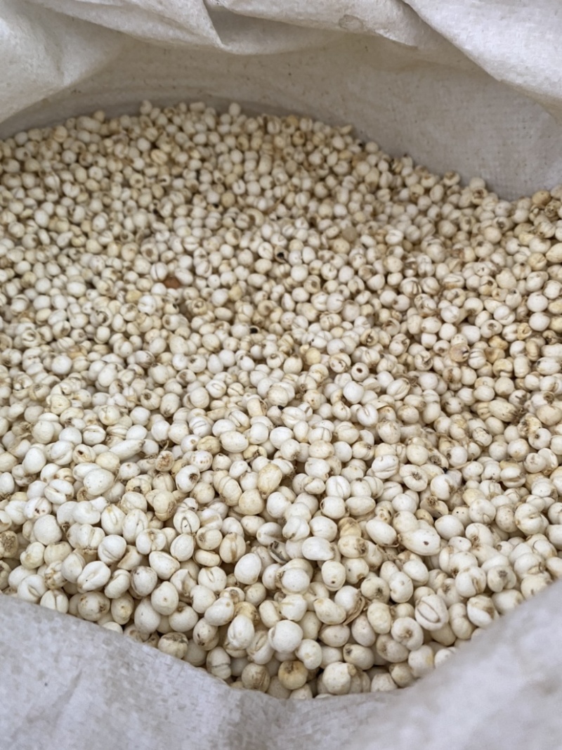 贝母平贝母多种规格产品实拍质量保证