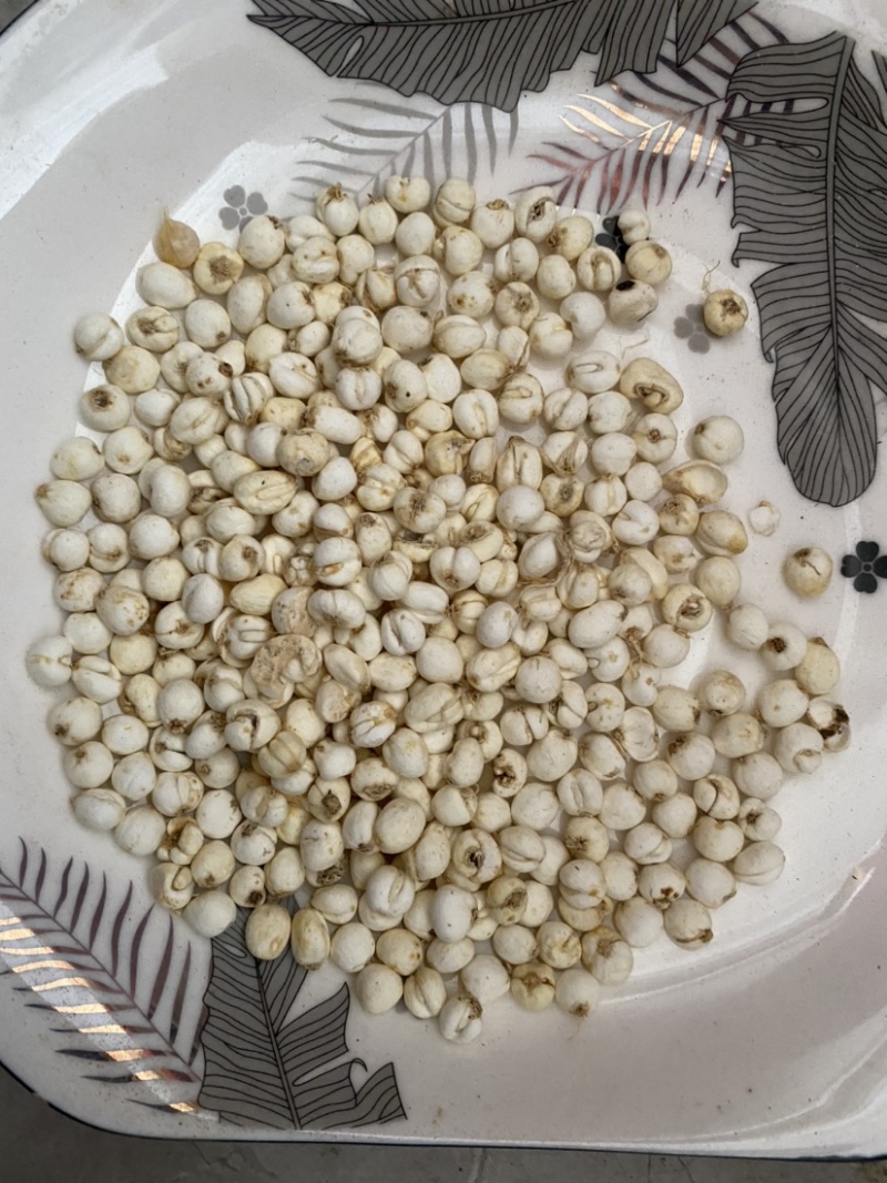 贝母平贝母多种规格产品实拍质量保证