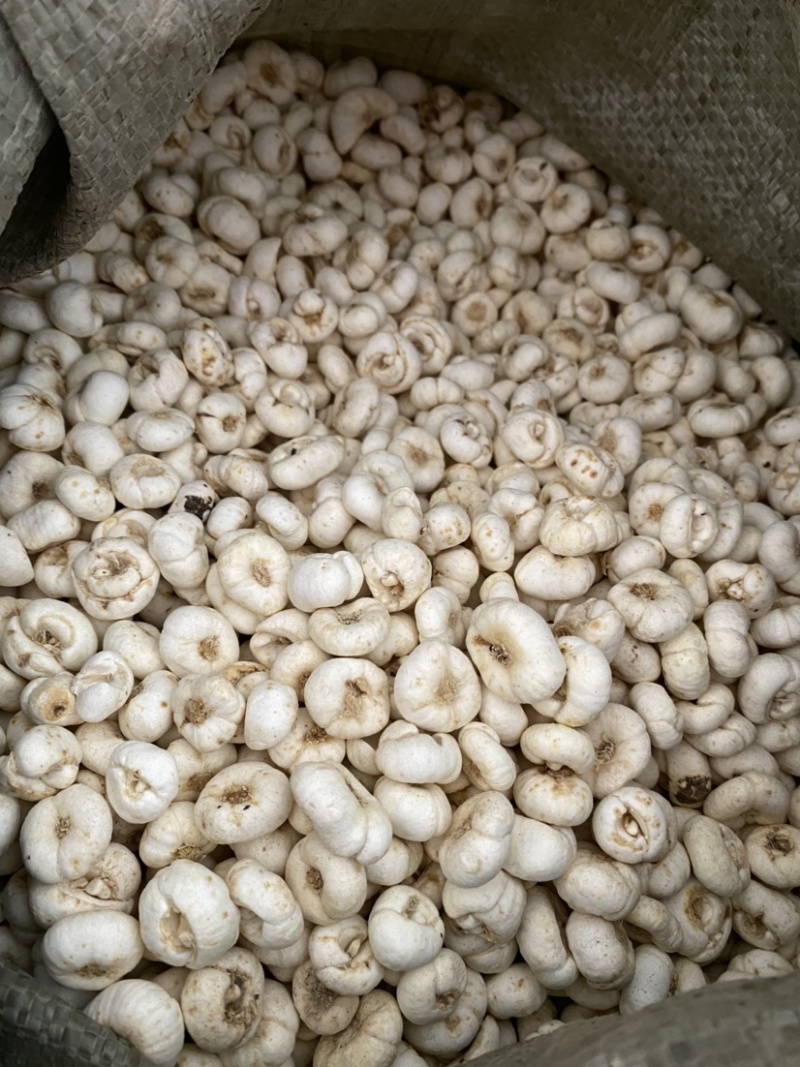 贝母平贝母多种规格产品实拍质量保证