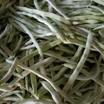 白不老豆角大量上市望新老客户联系