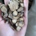 赤芍内蒙赤芍净货产品实拍质量保证