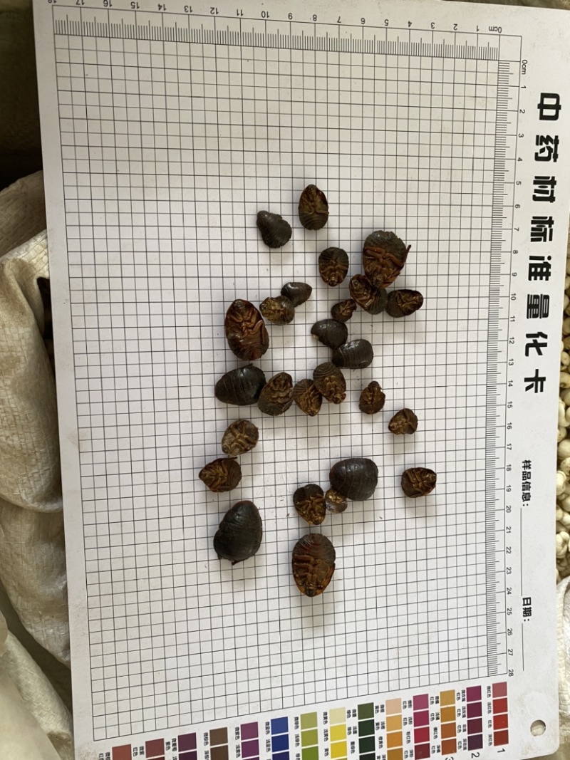 土元土鳖虫干货产品实拍