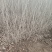 水蜡苗