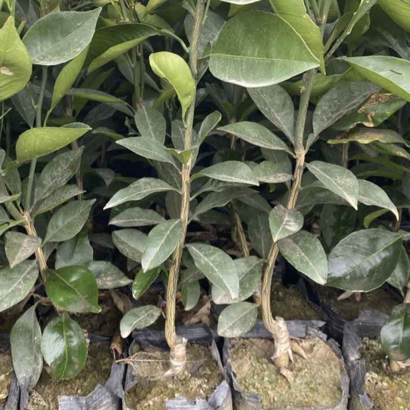 纽荷尔脐橙苗