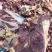 草地黄膘牛肉黄膘精修5斤独立包装