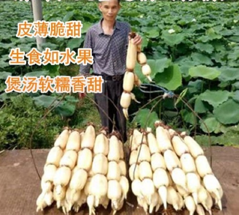 藕苗巨霸高产食用莲藕种苗带芽发货池田粉藕脆藕