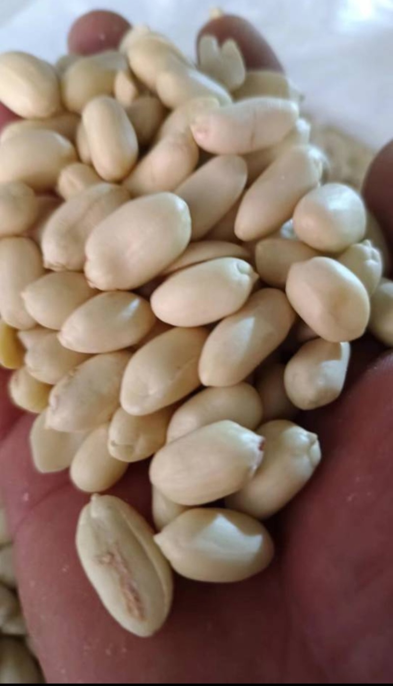 乳白花生米，脱皮花生米，花生米，白花生米