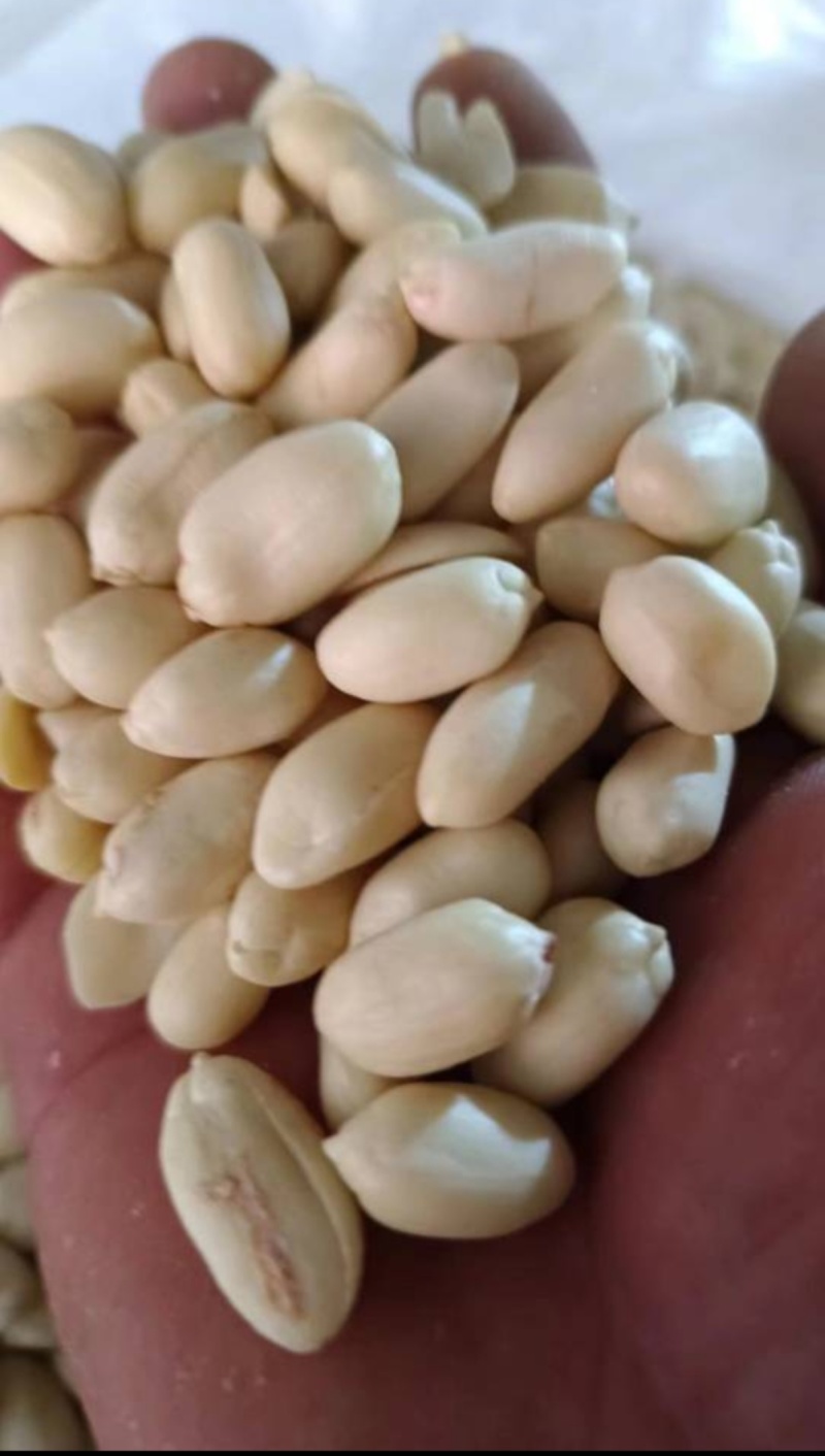 乳白花生米，脱皮花生米，花生米，白花生米