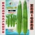 夏无忧1号丝瓜种子夏播早熟大肉花点丝瓜种夏季南方种植耐热