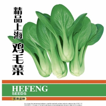 精品上海鸡毛菜-鸡毛菜种子耐寒耐抽苔口感好叶片肥厚
