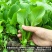 精品上海鸡毛菜-鸡毛菜种子耐寒耐抽苔口感好叶片肥厚