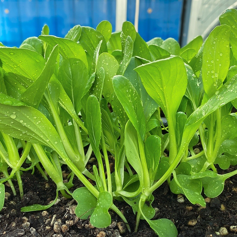 精品上海鸡毛菜-鸡毛菜种子耐寒耐抽苔口感好叶片肥厚