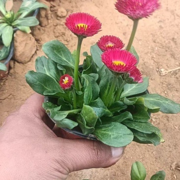 雏菊