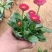雏菊