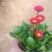雏菊
