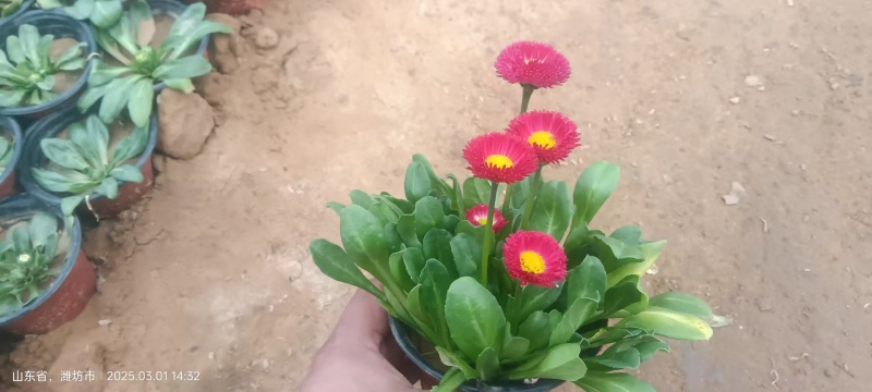 雏菊
