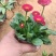 雏菊