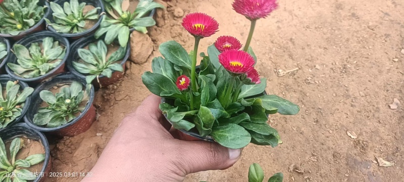 雏菊