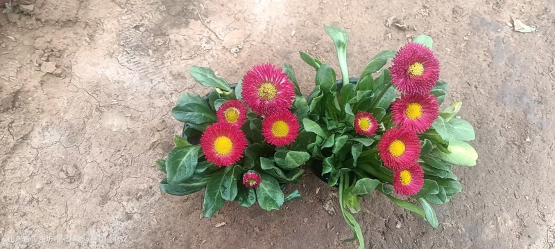 雏菊