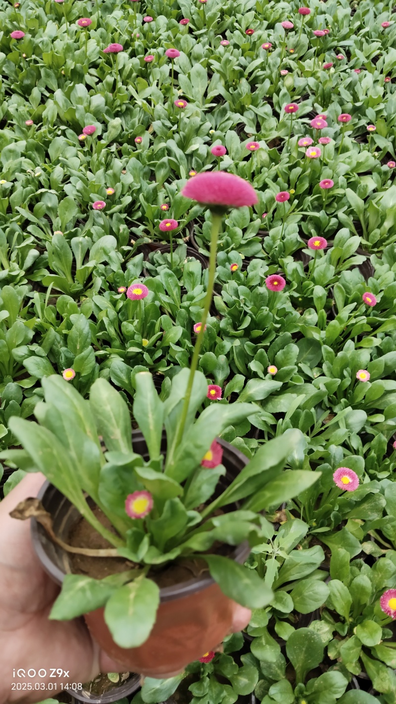 雏菊