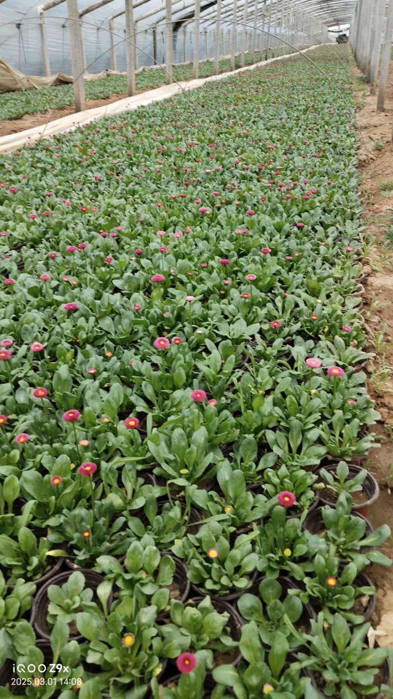 雏菊