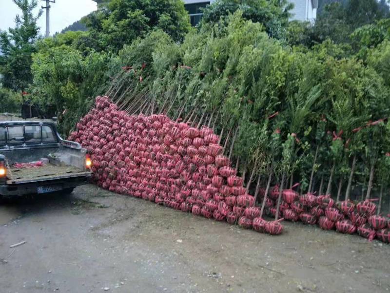 基地直供红豆杉树苗盆栽地栽苗庭院绿植耐寒南方红豆杉小苗